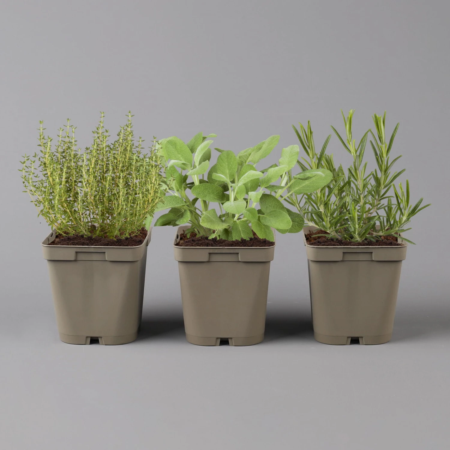 Grillkräuter Salbei, Rosmarin & Thymian, Topf 11x11 Cm, Inkl. Greenbar® 2 Grillkräuter Salbei, Rosmarin & Thymian, Topf 11x11 Cm, Inkl. Greenbar® - Image 2