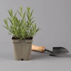 Grillkräuter Salbei, Rosmarin & Thymian, Topf 11x11 Cm, Inkl. Greenbar® 14 Grillkräuter Salbei, Rosmarin & Thymian, Topf 11x11 Cm, Inkl. Greenbar® -Compo Verkaufsgeschäft 1610300382 rosmarin Greenbar Grillkraeuter Kasten Anthrazit und 3Kraeuter t 122891