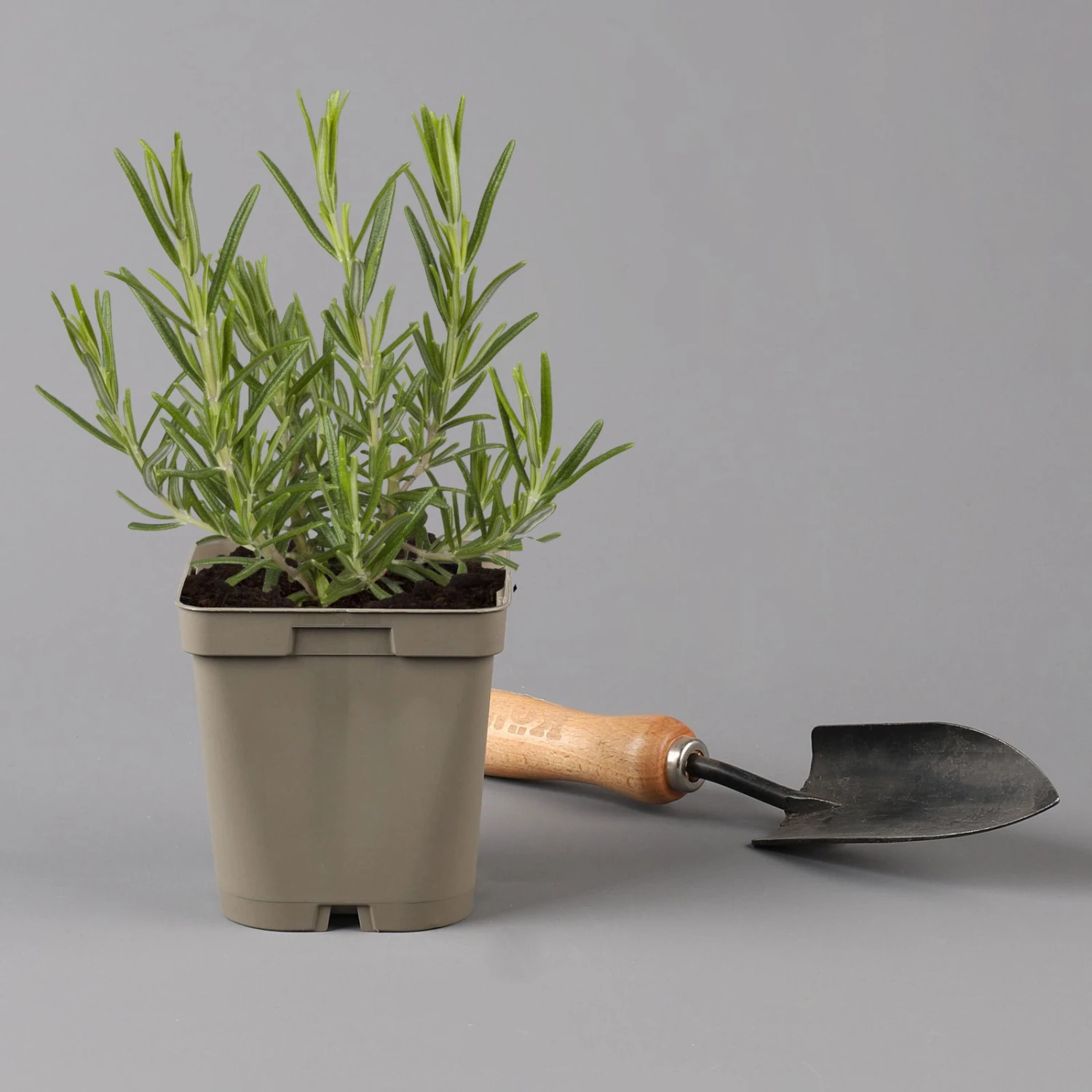 Grillkräuter Salbei, Rosmarin & Thymian, Topf 11x11 Cm, Inkl. Greenbar® 5 Grillkräuter Salbei, Rosmarin & Thymian, Topf 11x11 Cm, Inkl. Greenbar® - Image 5