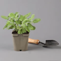 Grillkräuter Salbei, Rosmarin & Thymian, Topf 11x11 Cm, Inkl. Greenbar® 13 Grillkräuter Salbei, Rosmarin & Thymian, Topf 11x11 Cm, Inkl. Greenbar® -Compo Verkaufsgeschäft 1610300382 salbei Greenbar Grillkraeuter Kasten Anthrazit und 3Kraeuter t 122890