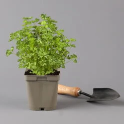 Küchenkräuter Basilikum, Oregano & Petersilie, Topf 11x11 Cm, Inkl. Greenbar® -Compo Verkaufsgeschäft 1610300383 petersilie Greenbar Kuechenkraeuter Kasten Anthrazit und 3Kraeuter 122884