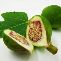 Bio Feigenbaum, Topf-Ø 12 Cm, 2er-Set -Compo Verkaufsgeschäft 1620330086 Blu Bio Feige 2er Set 4 109477