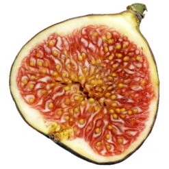 Bio Feigenbaum, Topf-Ø 12 Cm, 2er-Set -Compo Verkaufsgeschäft 1620330086 Blu Bio Feige 2er Set 6 109478