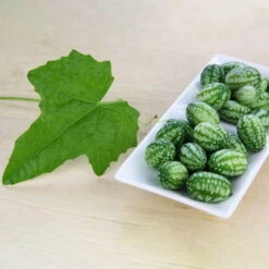 Bio Mexikanische Minigurke, Topf-Ø 12 Cm, 3er-Set -Compo Verkaufsgeschäft 1620330088 Blu Bio Mexikanische Minigurke 3er Set 2 109708