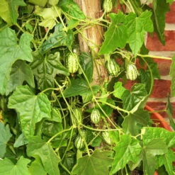 Bio Mexikanische Minigurke, Topf-Ø 12 Cm, 3er-Set -Compo Verkaufsgeschäft 1620330088 Blu Bio Mexikanische Minigurke 3er Set 3 109706