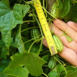 Bio Mexikanische Minigurke, Topf-Ø 12 Cm, 3er-Set -Compo Verkaufsgeschäft 1620330088 Blu Bio Mexikanische Minigurke 3er Set 4 109707