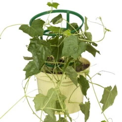 Bio Mexikanische Minigurke, Topf-Ø 12 Cm, 3er-Set -Compo Verkaufsgeschäft 1620330088 Blu Bio Mexikanische Minigurke 3er Set 5 109715