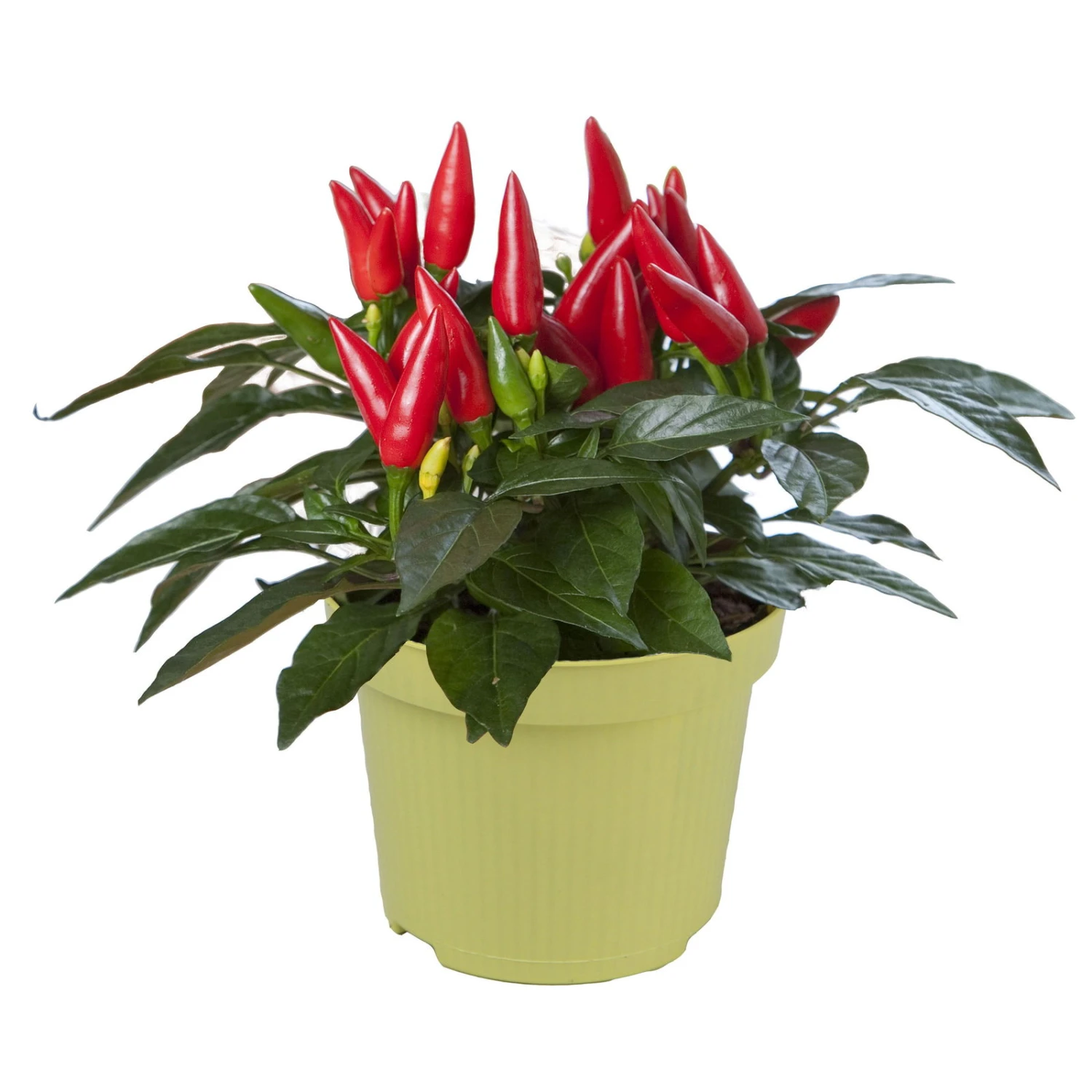 Bio Chili 'Feuerküsschen', Scharf, Topf-Ø 12 Cm, 3er-Set 2 Bio Chili 'Feuerküsschen', Scharf, Topf-Ø 12 Cm, 3er-Set - Image 2