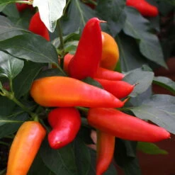 Blu Bio Snack-Chili, Mittelscharf, Topf-Ø 12 Cm, 3er-Set -Compo Verkaufsgeschäft 1620330094 Blu Bio Snack Chilli mittelscharf 3er Set 4 109488