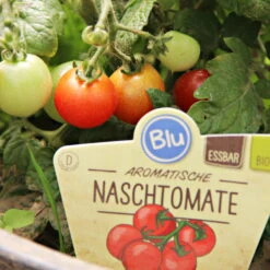 Blu Bio Cocktailtomate 'Naschtomate F1', Topf-Ø 12 Cm, 3er Set -Compo Verkaufsgeschäft 1620330131 Blu Bio Naschtomate T12 3er Set Cocktailtomate 2 124300