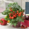 Blu Bio Cocktailtomate 'Naschtomate F1', Topf-Ø 12 Cm, 3er Set -Compo Verkaufsgeschäft 1620330131 Blu Bio Naschtomate T12 3er Set Cocktailtomate 5 124298
