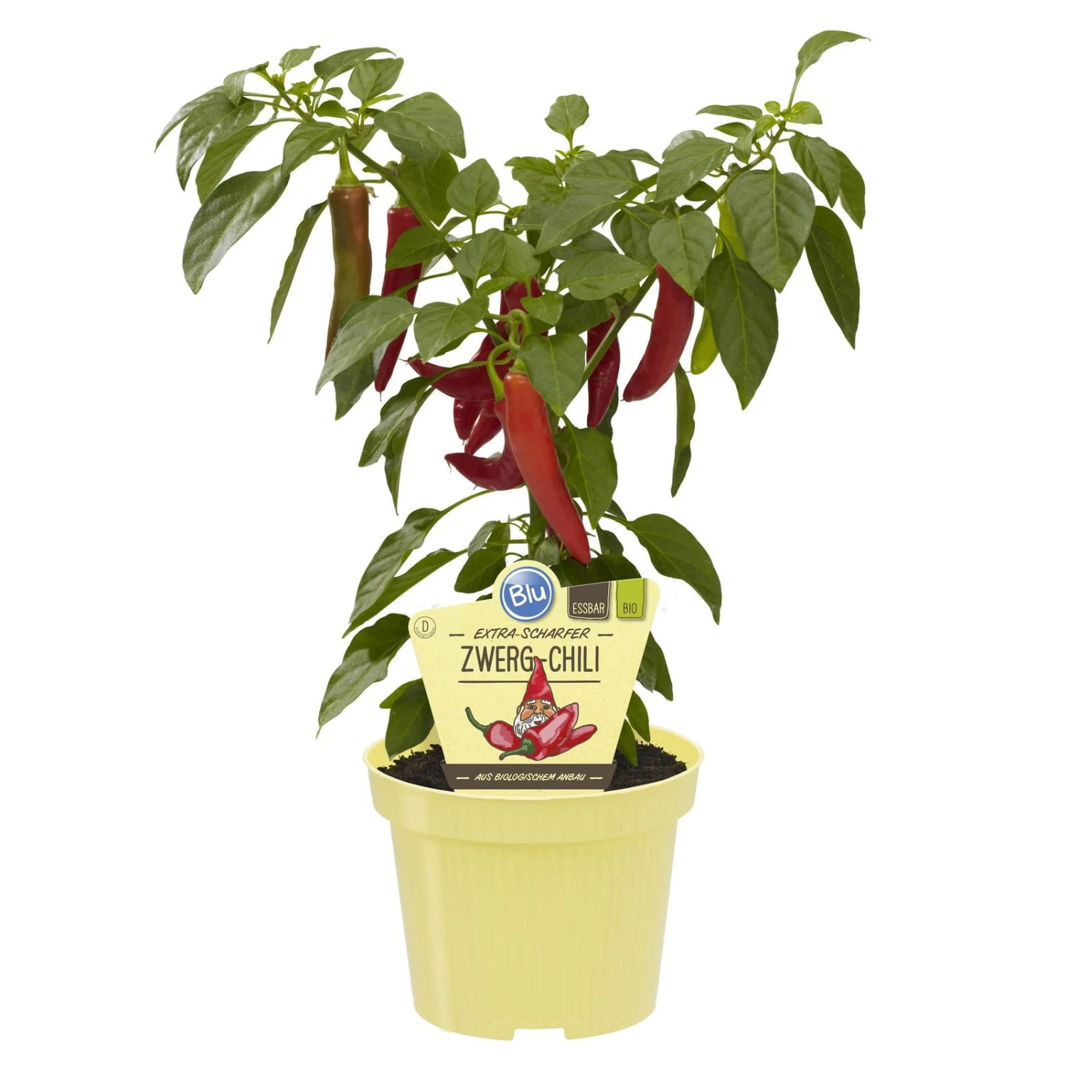 Blu Bio Chilipflanze Zwerg-Chili, Topf-Ø 12 Cm, 3er Set 2 Blu Bio Chilipflanze Zwerg-Chili, Topf-Ø 12 Cm, 3er Set - Image 2