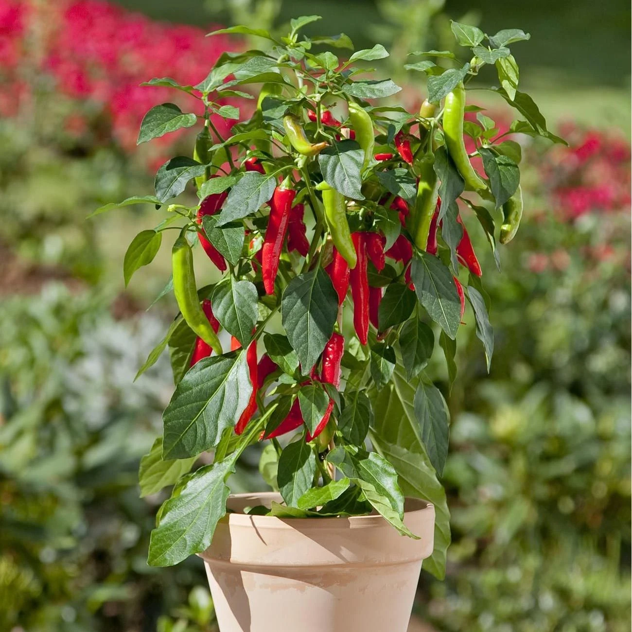 Blu Bio Chilipflanze Zwerg-Chili, Topf-Ø 12 Cm, 3er Set 1 Blu Bio Chilipflanze Zwerg-Chili, Topf-Ø 12 Cm, 3er Set