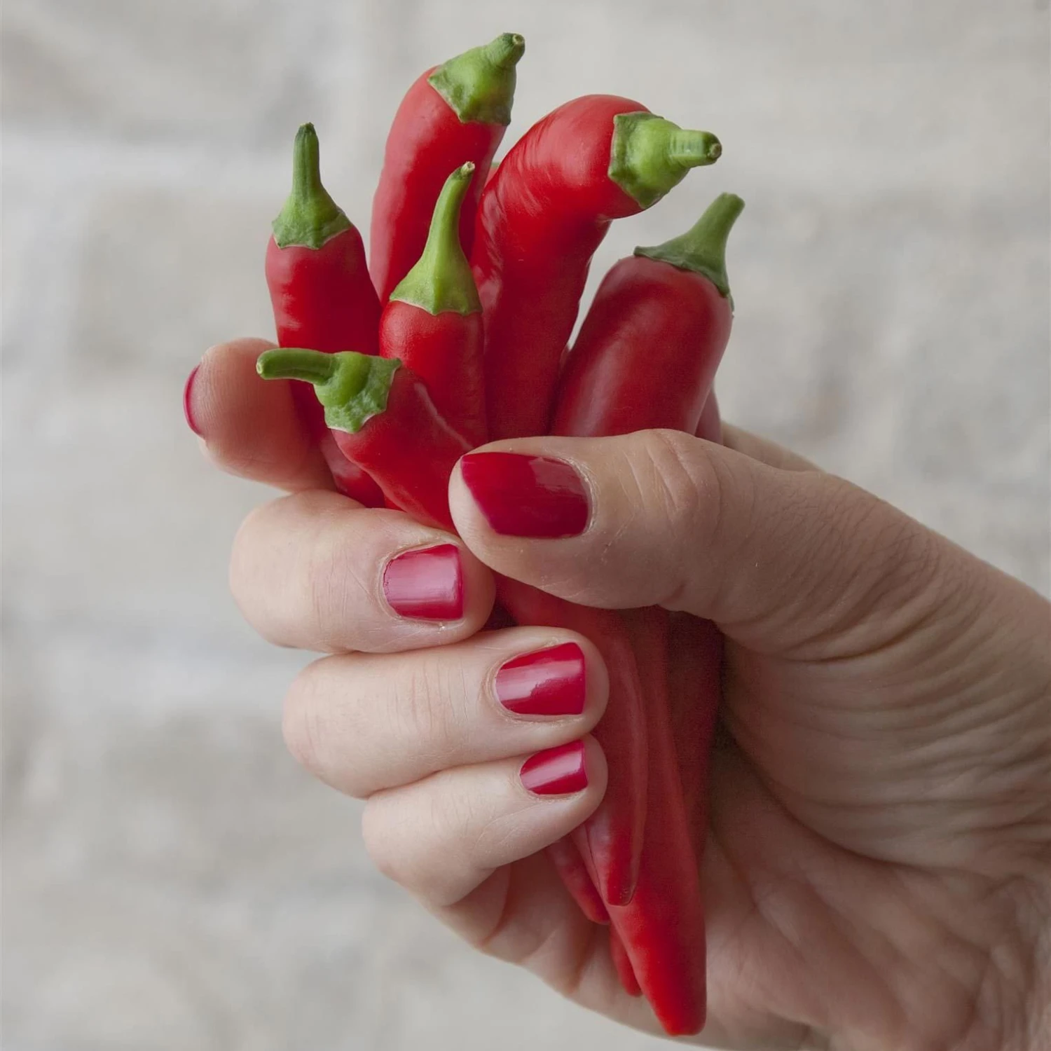 Blu Bio Chilipflanze Zwerg-Chili, Topf-Ø 12 Cm, 3er Set 7 Blu Bio Chilipflanze Zwerg-Chili, Topf-Ø 12 Cm, 3er Set - Image 7