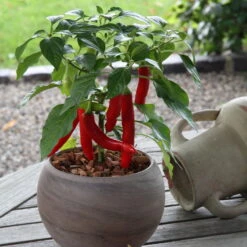 Blu Bio Chilipflanze Zwerg-Chili, Topf-Ø 12 Cm, 3er Set 14 Blu Bio Chilipflanze Zwerg-Chili, Topf-Ø 12 Cm, 3er Set -Compo Verkaufsgeschäft 1620330132 Blu Bio Zwerg Chili mit Fruechte T12 3er Set extra scharf 6 124307