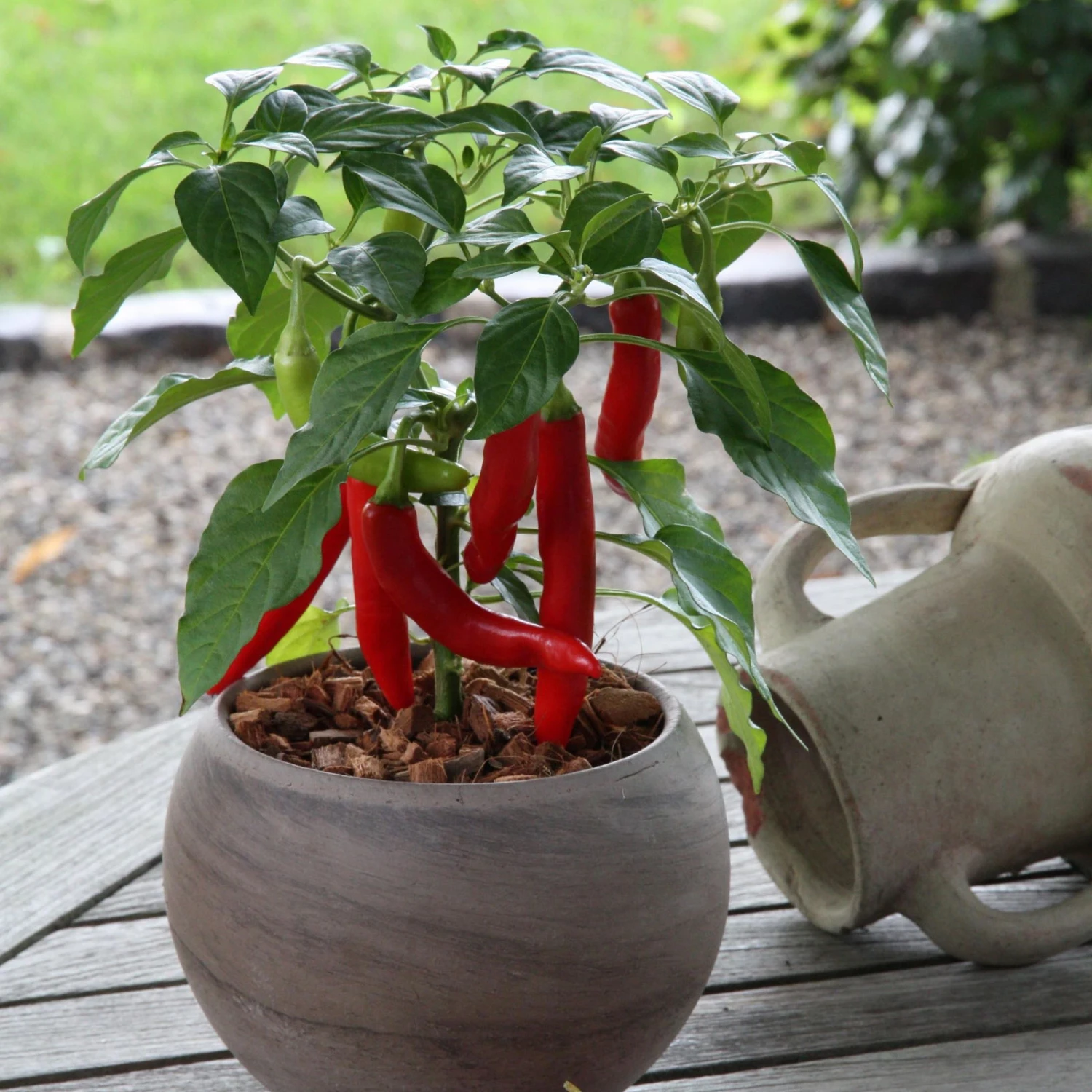 Blu Bio Chilipflanze Zwerg-Chili, Topf-Ø 12 Cm, 3er Set 5 Blu Bio Chilipflanze Zwerg-Chili, Topf-Ø 12 Cm, 3er Set - Image 5