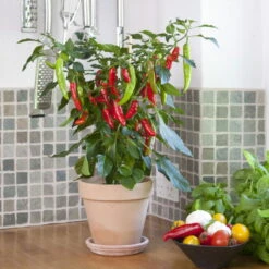 Blu Bio Chilipflanze Zwerg-Chili, Topf-Ø 12 Cm, 3er Set 13 Blu Bio Chilipflanze Zwerg-Chili, Topf-Ø 12 Cm, 3er Set -Compo Verkaufsgeschäft 1620330132 Blu Bio Zwerg Chili mit Fruechte T12 3er Set extra scharf 9 124306