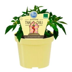 Blu Bio Chili 'Thai Chili F1', Topf-Ø 15 Cm, 3er Set -Compo Verkaufsgeschäft 1620330133 Blu Bio Thai Chili T15 3er Set mit Fruechte 1 124312