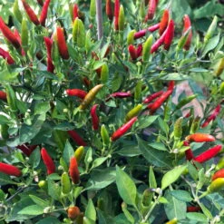 Blu Bio Chili 'Thai Chili F1', Topf-Ø 15 Cm, 3er Set -Compo Verkaufsgeschäft 1620330133 Blu Bio Thai Chili T15 3er Set mit Fruechte 2 124314