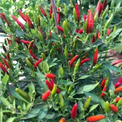 Blu Bio Chili 'Thai Chili F1', Topf-Ø 15 Cm, 3er Set -Compo Verkaufsgeschäft 1620330133 Blu Bio Thai Chili T15 3er Set mit Fruechte 3 124313