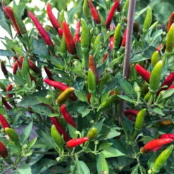 Blu Bio Chili 'Thai Chili F1', Topf-Ø 15 Cm, 3er Set -Compo Verkaufsgeschäft 1620330133 Blu Bio Thai Chili T15 3er Set mit Fruechte 4 124318