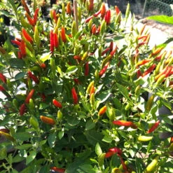 Blu Bio Chili 'Thai Chili F1', Topf-Ø 15 Cm, 3er Set -Compo Verkaufsgeschäft 1620330133 Blu Bio Thai Chili T15 3er Set mit Fruechte 7 124317