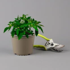 Blu Bio Chili 'Thai Chili F1', Topf-Ø 15 Cm, 3er Set -Compo Verkaufsgeschäft 1620330133 Blu Bio Thai Chili T15 3er Set mit Fruechte 124315