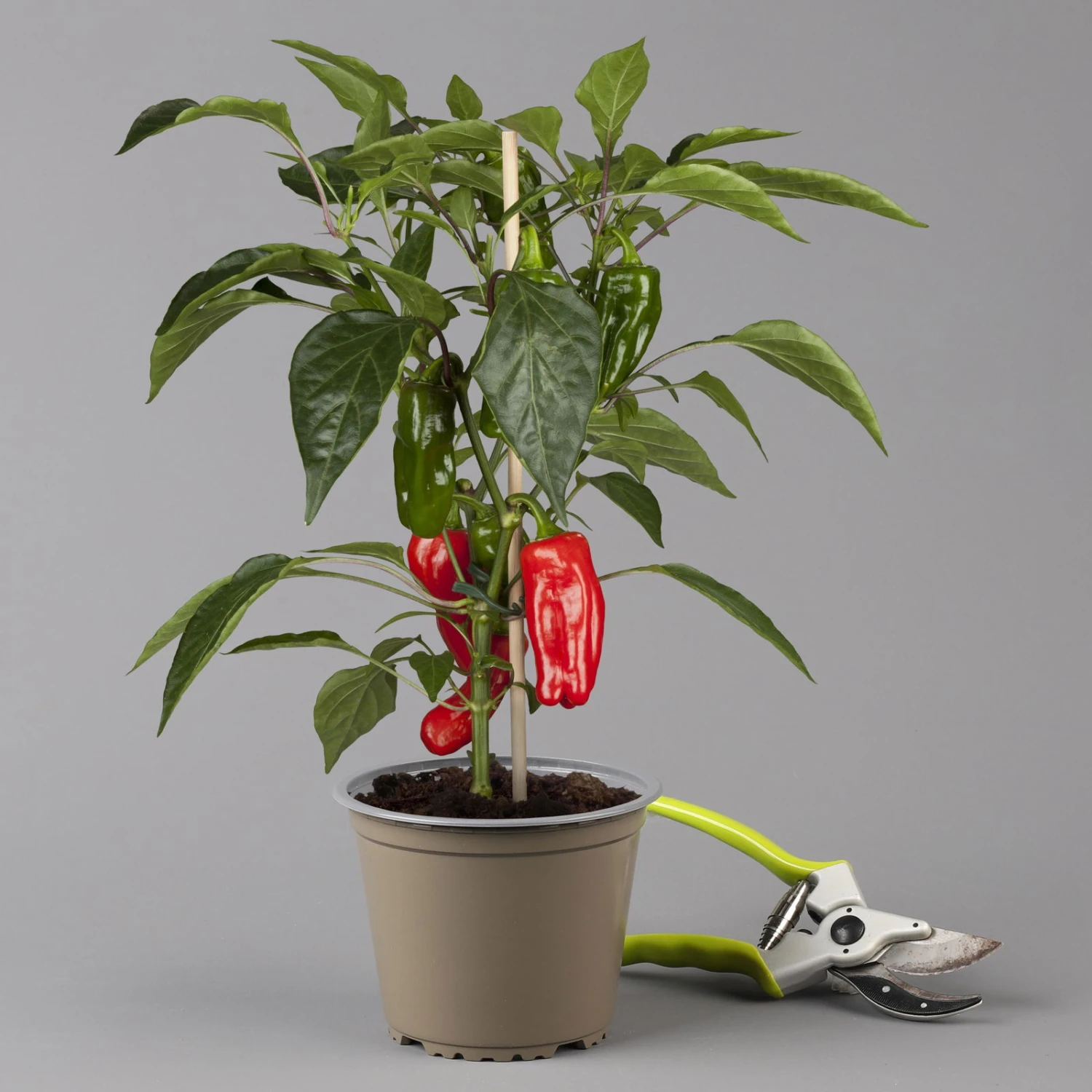 Blu Bio Snack-Paprika 'Paragon F1', Topf-Ø 15 Cm, 3er Set 2 Blu Bio Snack-Paprika 'Paragon F1', Topf-Ø 15 Cm, 3er Set - Image 2