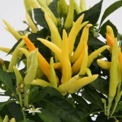 Blu Bio Paprikapflanze 'Paprikaños', Topf-Ø 15 Cm, 3er Set -Compo Verkaufsgeschäft 1620330135 Blu Bio Paprikanos T15 3er Set mit Fruechte 3 124323