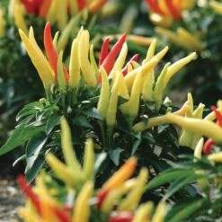 Blu Bio Paprikapflanze 'Paprikaños', Topf-Ø 15 Cm, 3er Set -Compo Verkaufsgeschäft 1620330135 Blu Bio Paprikanos T15 3er Set mit Fruechte 5 124325