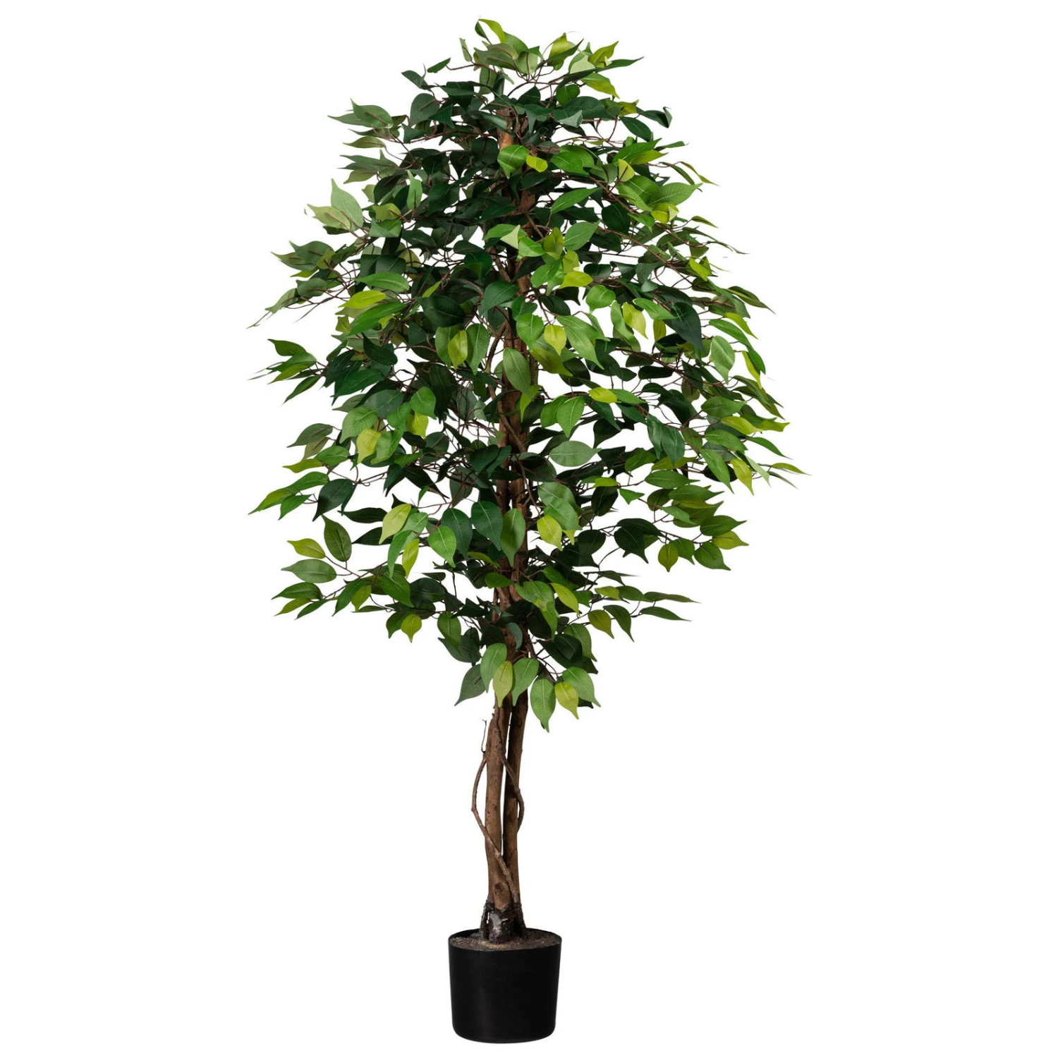 Künstlicher Ficus Benjamini, Birkenfeige, Grün, Ca. 150 Cm, Ca. 840 Blätter 1 Künstlicher Ficus Benjamini, Birkenfeige, Grün, Ca. 150 Cm, Ca. 840 Blätter
