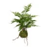 Kunstpflanze Asparagus Plumosus Im Moosballen, Höhe Ca. 40 Cm -Compo Verkaufsgeschäft 2220102262 Asparagus plumosus Farn ca 40cm im Moosballen gruen 97723