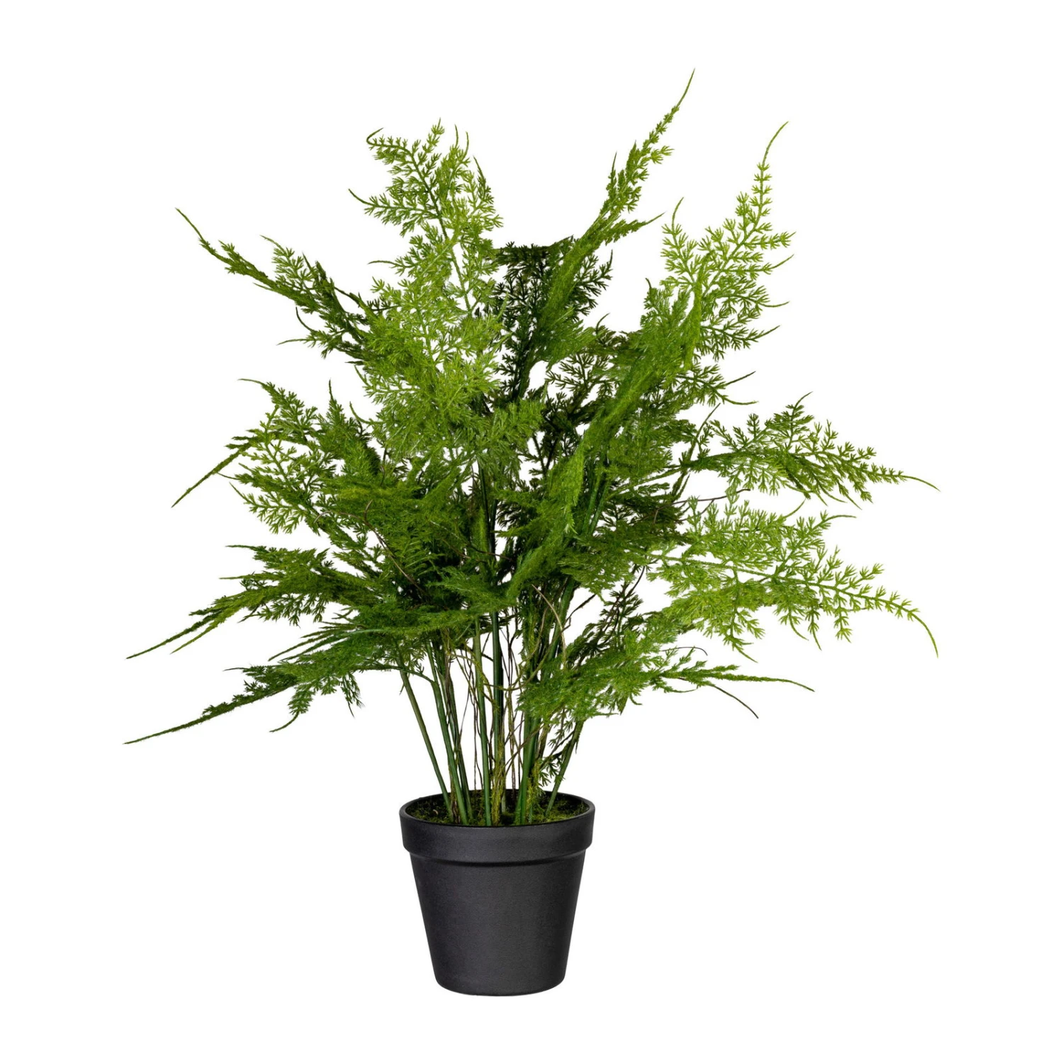 Kunstpflanze Asparagus Plumosus Mit 13 Wedeln, Topf-Ø 11 Cm, Höhe Ca. 40 Cm 1 Kunstpflanze Asparagus Plumosus Mit 13 Wedeln, Topf-Ø 11 Cm, Höhe Ca. 40 Cm