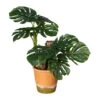 Kunstpflanze Split-Philodendron, Höhe Ca. 45 Cm -Compo Verkaufsgeschäft 2220102355 Splitphilodendron 103129