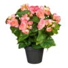 Kunstpflanze Begonienbusch, Rosa, Ca. 35 Cm, Im Topf -Compo Verkaufsgeschäft 2220300217 Begonienbusch x9 rosa ca 35cm im einfachen Kunststofftopf 12 5x11cm 61735