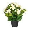 Kunstpflanze Begonienbusch, Creme, Ca. 35 Cm, Robust, Dekorativ -Compo Verkaufsgeschäft 2220300219 Begonienbusch x9 creme ca35cm im einfachen Kunststofftopf 12 5x11cm 61733