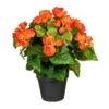 Begonienbusch, Orange, Ca. 35 Cm, Im Topf -Compo Verkaufsgeschäft 2220300220 Begonienbusch x9 orange ca 35cm im einfachen Kunststofftopf 12 5x11cm 61732