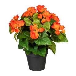 Begonienbusch, Orange, Ca. 35 Cm, Im Topf