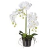 Kunstpflanze Orchidee Phalaenopsis Weiß, Im Kunststofftopf, Ca. 62 Cm -Compo Verkaufsgeschäft 2220500118 Phalaenopsis weiss 62cm im Kunststofftopf 46453