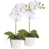 Kunstblume Orchidee Im Topf, Weiß, Ca. 40 Cm, 2 Stück -Compo Verkaufsgeschäft 2220500156 kunstblume orchidee phalaenopsis weiss im topf ca 40 cm 2 stueck im set 48461