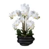 Künstliche Orchidee, Phalaenopsis, 5 Rispen, Weiß, Ca. 75 Cm, 30 X 17 X 12 Cm Kunststoffvase In Schwarz 2 Künstliche Orchidee, Phalaenopsis, 5 Rispen, Weiß, Ca. 75 Cm, 30 X 17 X 12 Cm Kunststoffvase In Schwarz -Compo Verkaufsgeschäft 2220500276 Phalaenopsis x5 weiss in Kunststoffvase schwarz 75995