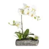 Kunstpflanze Phalaenopsis-Arrangement, Hellgrün, Höhe Ca. 40 Cm 3 Kunstpflanze Phalaenopsis-Arrangement, Hellgrün, Höhe Ca. 40 Cm -Compo Verkaufsgeschäft 2220500354 Phalaenopsisarrangement ca 40cm hellgruen im Polyresinschale 97758