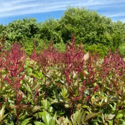 Bio Prachtspiere Rot, Topf-Ø 11 Cm, 3er-Set -Compo Verkaufsgeschäft 319100263 astilbe arendsii rot 1 123842