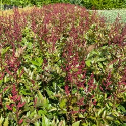 Bio Prachtspiere Rot, Topf-Ø 11 Cm, 3er-Set -Compo Verkaufsgeschäft 319100263 astilbe arendsii rot 3 123844