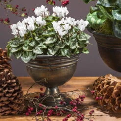 Alpenveilchen 'Outland', Rosa/weiß, Topf-Ø 10,5 Cm, 6er-Set 11 Alpenveilchen 'Outland', Rosa/weiß, Topf-Ø 10,5 Cm, 6er-Set -Compo Verkaufsgeschäft Cyclamen persicum weiss 69016