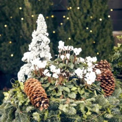 Alpenveilchen 'Outland', Weiß, Topf-Ø 10,5 Cm, 6er-Set 9 Alpenveilchen 'Outland', Weiß, Topf-Ø 10,5 Cm, 6er-Set -Compo Verkaufsgeschäft Weihnachtsdeko mit Cyclamen persicum weiss 69018