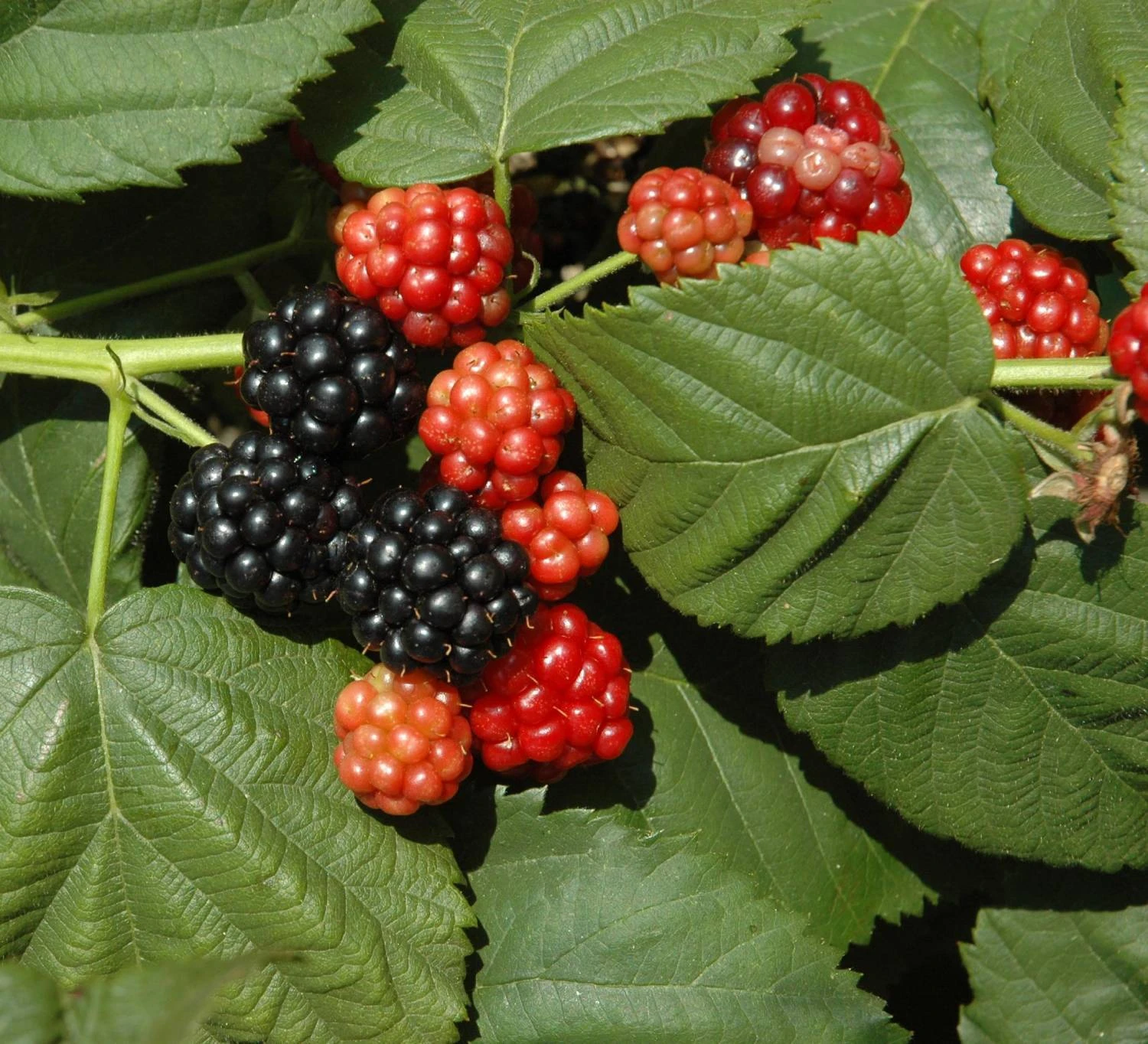 Bio-Beeren-Dünger Mit Schafwolle, Compo, 2 Kg 2 Bio-Beeren-Dünger Mit Schafwolle, Compo, 2 Kg - Image 2