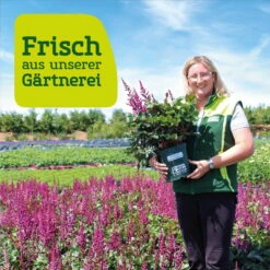 Kölle's Beste Duft-Pfingstrose 'Rubra Plena', 3 Liter Topf 8 Kölle's Beste Duft-Pfingstrose 'Rubra Plena', 3 Liter Topf -Compo Verkaufsgeschäft frau setz eigenproduktion 74