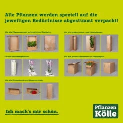Hibiskus, Gelb, Topf-Ø 13 Cm, Höhe Ca. 35 Cm, 2er-Set -Compo Verkaufsgeschäft kartonagen pflanzenverpackung pflanzen koelle 1 126260 8