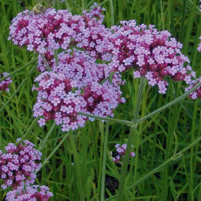 Titelseite 44 Titelseite -Compo Verkaufsgeschäft 0310106061 Verbena bonariensis 46341 768x768 1